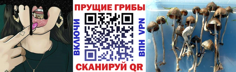 mega ТОР  Ржев  Галлюциногенные грибы ЛСД 